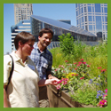 Subject: Honeybee hives on green roof; Location: Chicago City Hall, Chicago, IL; Date: Summer 2004; Photographer: Amanda Fuller