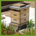 Subject: Honeybee hives on green roof; Location: Chicago City Hall, Chicago, IL; Date: Summer 2004; Photographer: Amanda Fuller