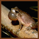 Spring Peeper