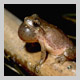 Subject: Spring Peeper, CD Cover Photo; Location: Unknown; Date: n/a; Photographer: Stock