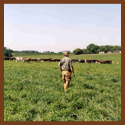 Subject: Robert Klessig and Grazing Herd; Location: Centerville, WI; Date: September 3, 2003; Photographer: Nuria Hernadez-Mora