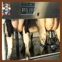 Subject: Milking Equipment; Location: Kossuth Township, WI; Date: September 3, 2003; Photographer: Nuria Hernadez-Mora