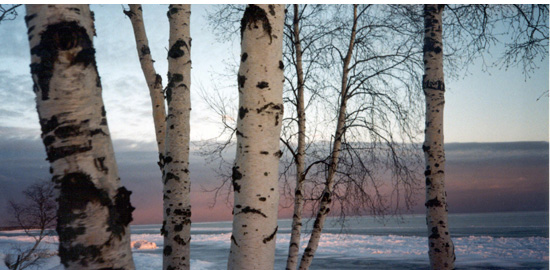 Subject: Birch Trees on Lake Superior; Location: Madeline Island, WI; Date: 1996; Photographer: Sonya Newenhouse
